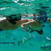 مشاهده دنیای زیر آب با ماسک و عینک در کیش